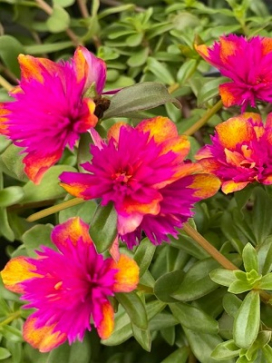 PORTULACA grandiflora Colorblast Dbl Dragon Fruit